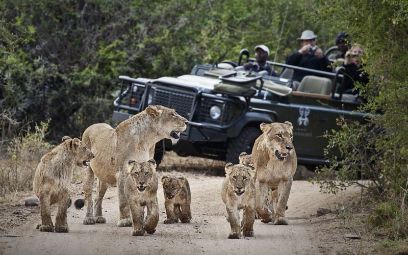 Londolozi Founders Camp 18
